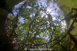 Cancun mangrove by Javier Sandoval 